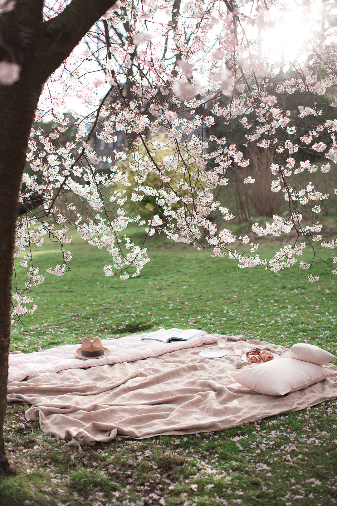 picnic under a cherry blossom tree
