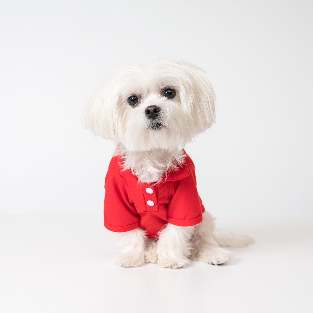 Cool Pups Red Polo Shirt for Dogs from United Pups | United Pups