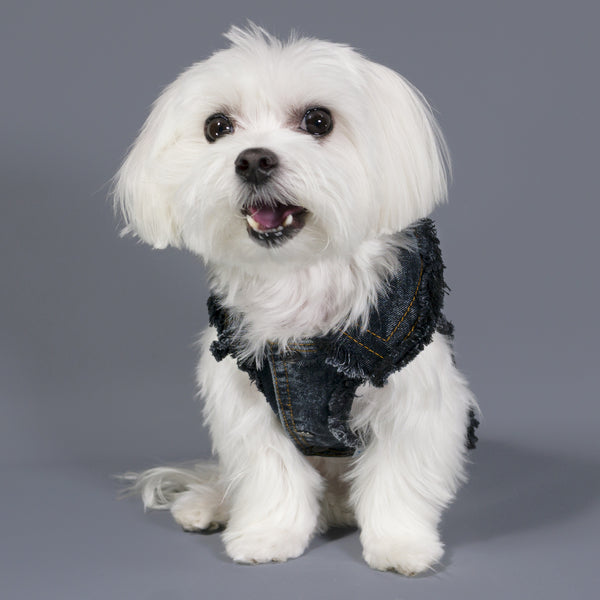 Chill Pups Classic Dark Jean Jacket for Dogs by United Pups | United Pups