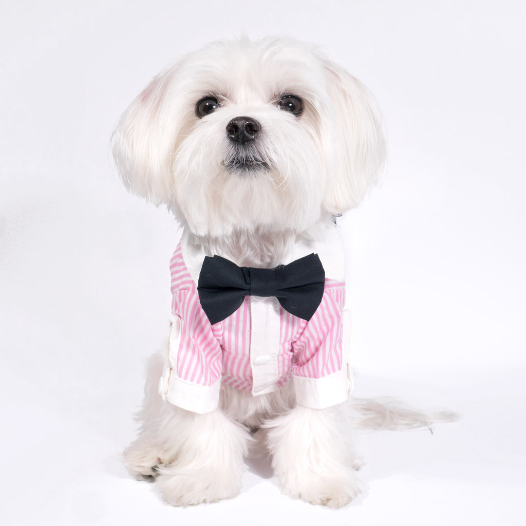 Cool Pups French Contrast Striped Dress Shirt in Pink for Dogs by ...