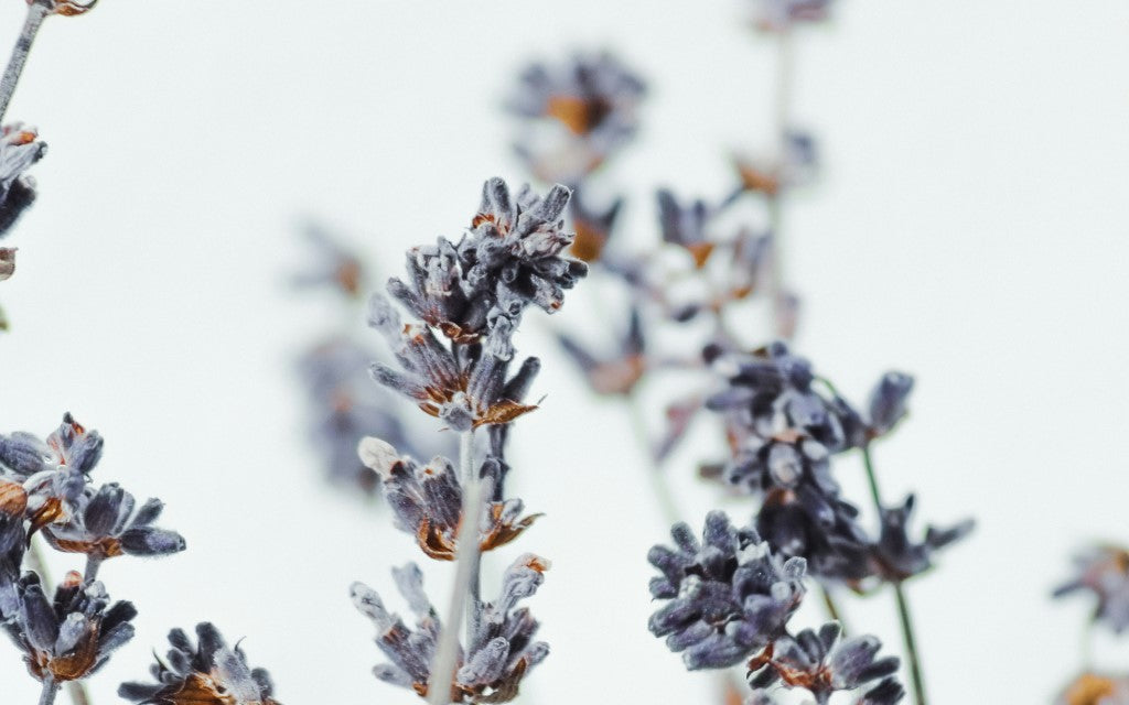 Lavender Image