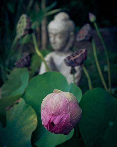 From Art To Skincare, We Explore The Legend Of The Lotus Flower