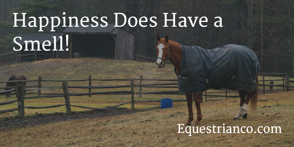 26+ Motivational Horse Riding Quotes
