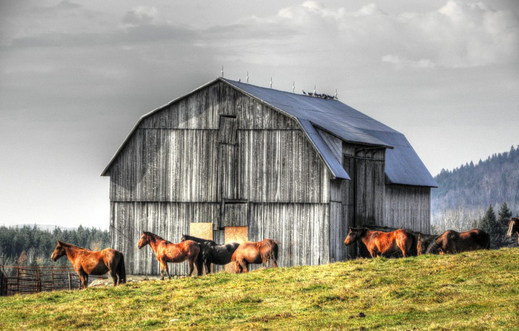 Horse grooming kit: Beautiful horses in front of a barn