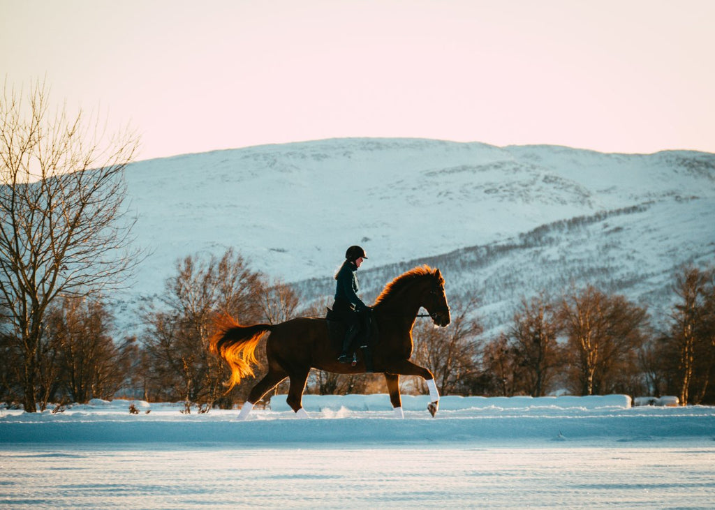 Horse blanket