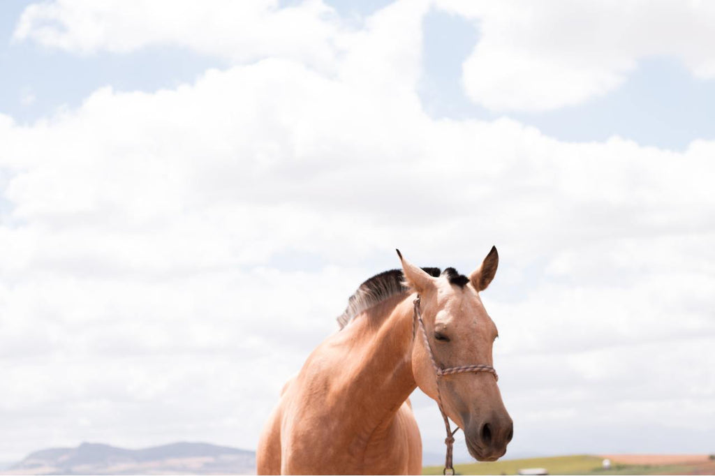 Horse body language: ears