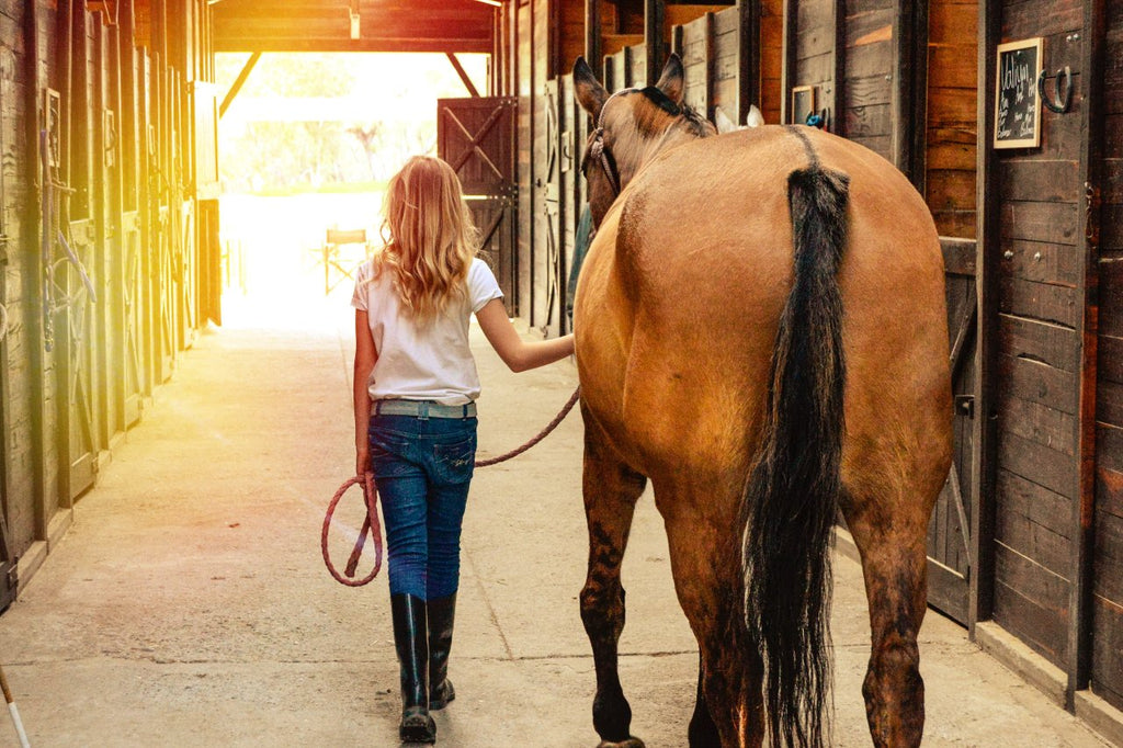 Horse grooming kit