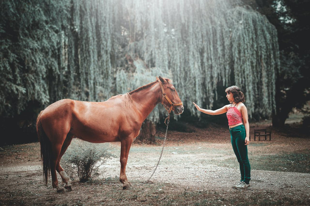 Horse body language: Woman halting a horse