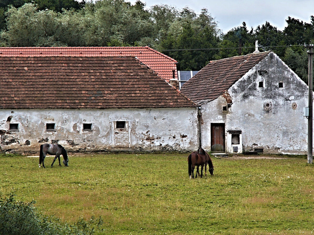 How much does a horse cost: Horses in a field