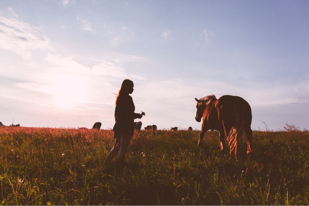 Beautiful horse with owner at sunset