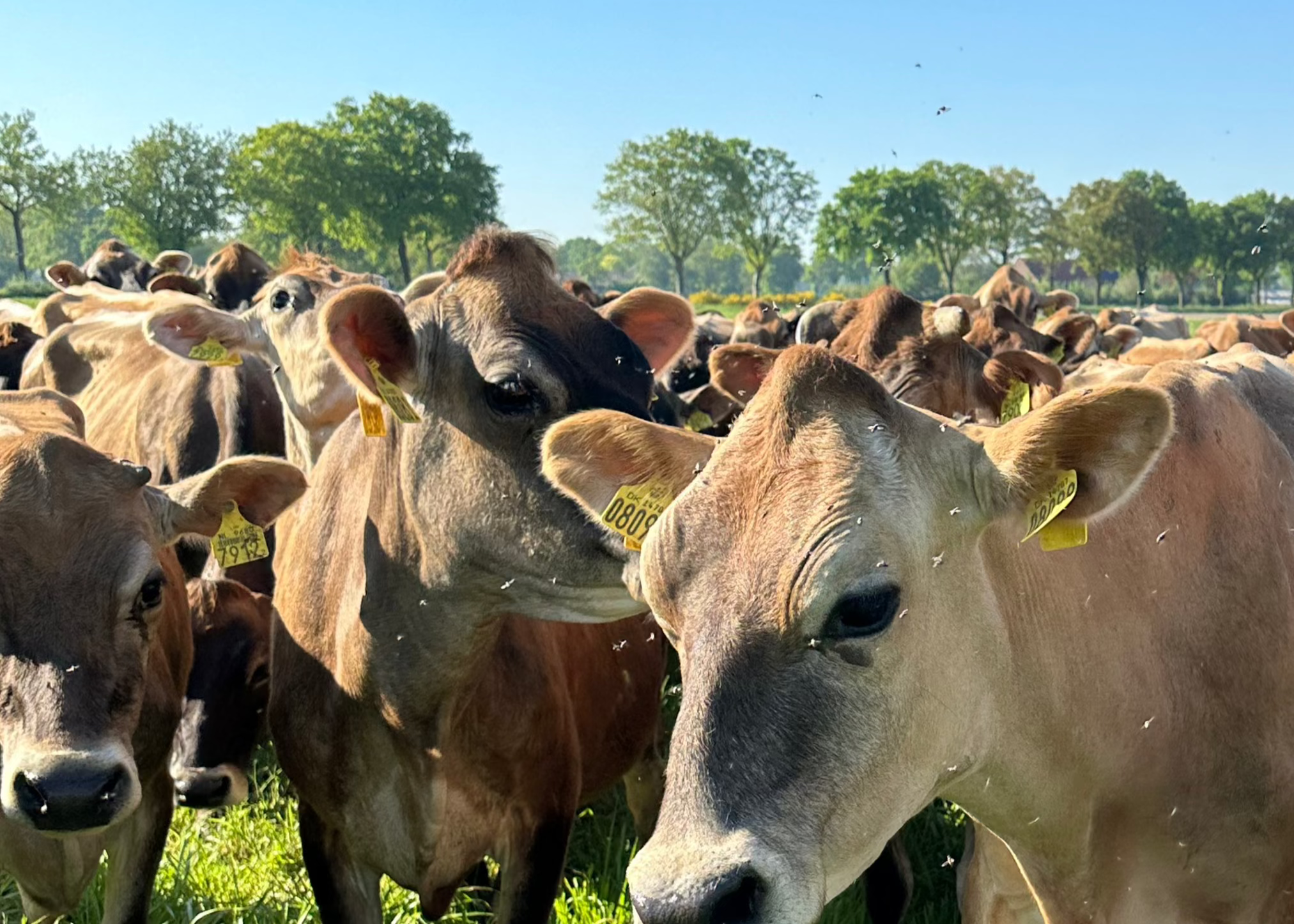 Jersey koeien in het land