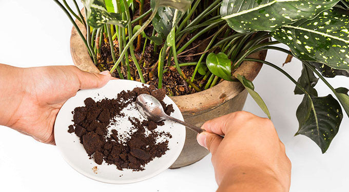 Are Coffee Grounds Good For Plants Carta Coffee Cartacoffee