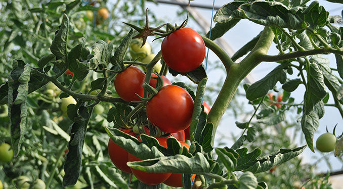 coffee grounds tomato plants