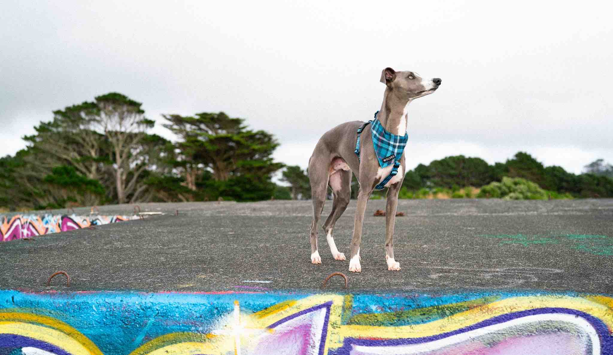 dog bandana nz