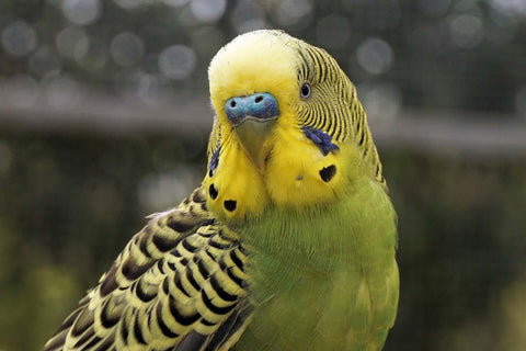 Picture of a budgie