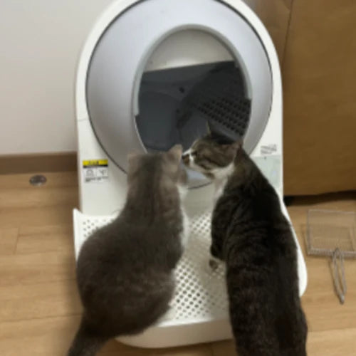 User Comment9.webp__PID:460b6774-8ec2-4231-afc9-998049eca28f