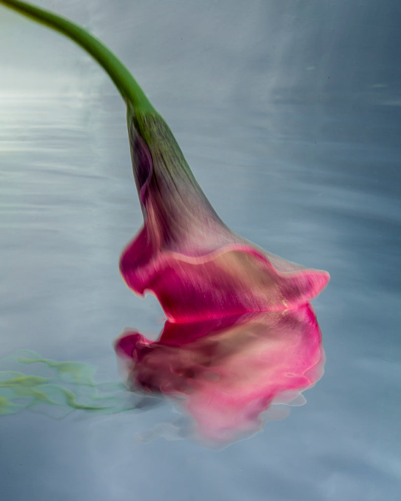 Canadian Photographer Barbara Cole Flower Photograph at Bau-Xi Gallery in Toronto