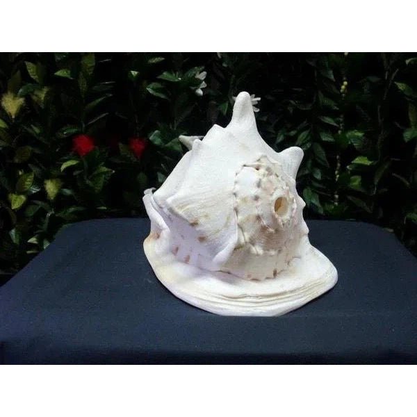 Helmet Conch Shell