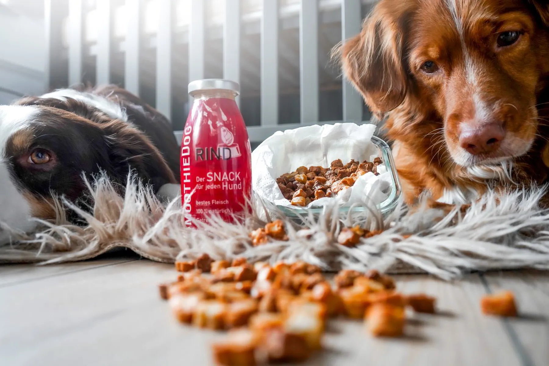 Стопанин приготвя домашни кучешки бисквитки