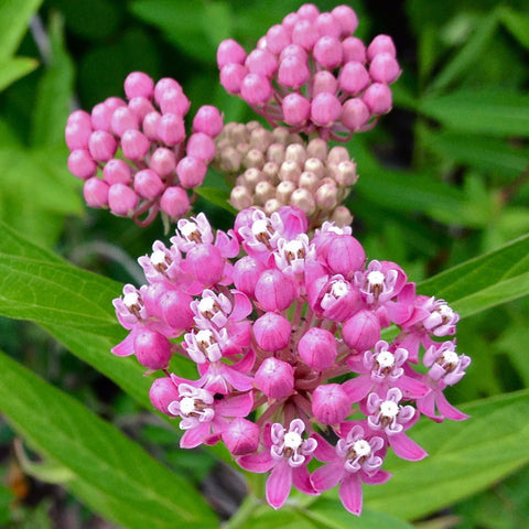 Asclepias incarnata Swamp Milkweed Seed Balls – Seed-Balls.com