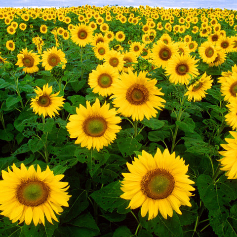 Le Symbolisme Chrétien - 19 eme siècle - Angleterre ( Images) Sunflowers-BOSF-USDA_large