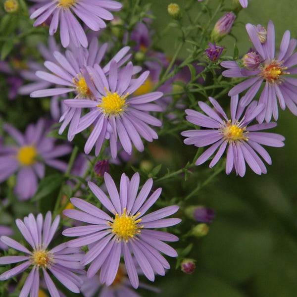 smooth blue aster seedlings