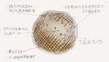 Layia platyglossa, Tidy Tips Seed Balls - Seed-Balls.com
 - 4