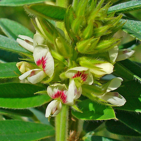 Planten Zaden Bolgewassen Lespedeza Capitata Round Head Bush Clover 50 Seeds Luxclusif Com