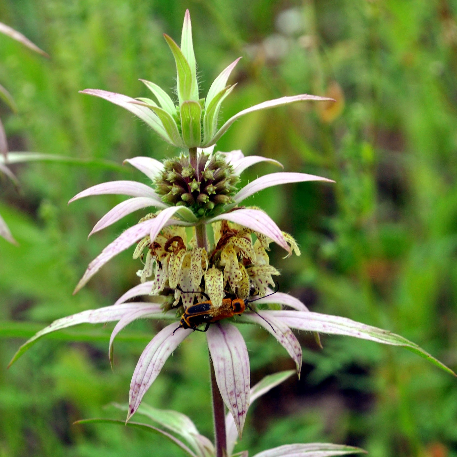 Monarda punctata, Spotted Beebalm Seed Balls