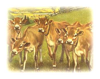 dairy cows at pasture