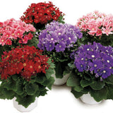 Cineraria