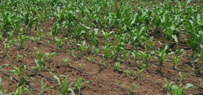 drip irrigation millets
