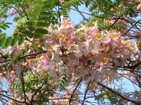 burmese pink cassia renigera