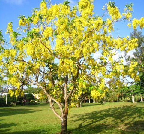 amaltas (cassia fistula) - golden shower