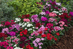 dianthus f1 telstar™ series (takii seeds)