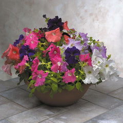 Falcon F1 Hybrid Petunia grandiflora (Sakata) - Farmers Stop