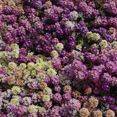 easter bonnet mix alyssum flower seeds (panamerican seeds)