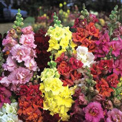 antirrhinum f1 madame butterfly mix