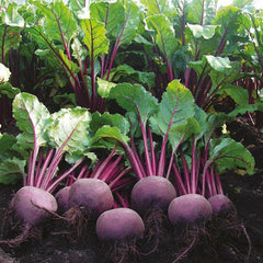 beet root f1 hybrid quality seeds  (garden festival)