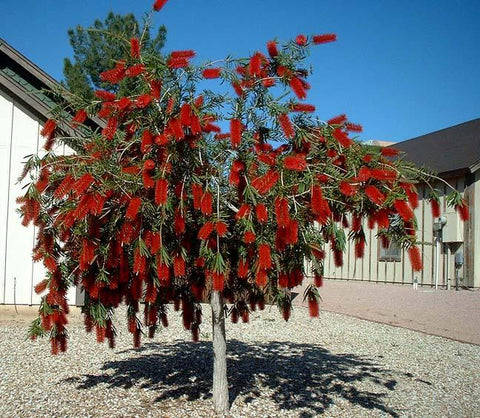 Bottle Brush (Callistemon Citrinus) Ornamnetal Shrub Seeds