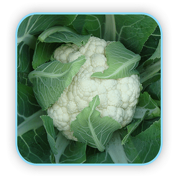 Cauliflower Seminis sv4051