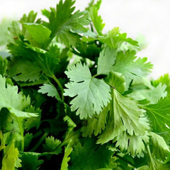 coriander imported quality herb seeds