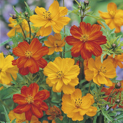 cosmos ladybird flower seeds mix (sakata)