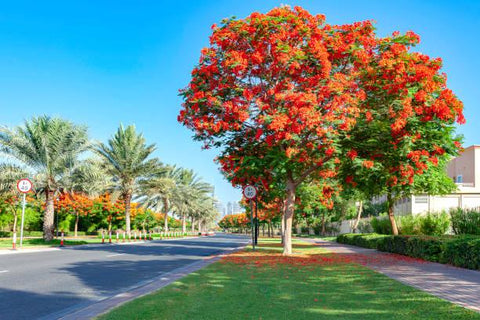 Flame Tree Gulmohar (Delonix regia) Ornamnetal Tree Seeds - Farmers Stop