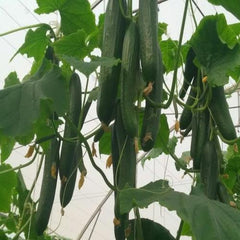 fadia f1 cucumber seeds (enza zaden)