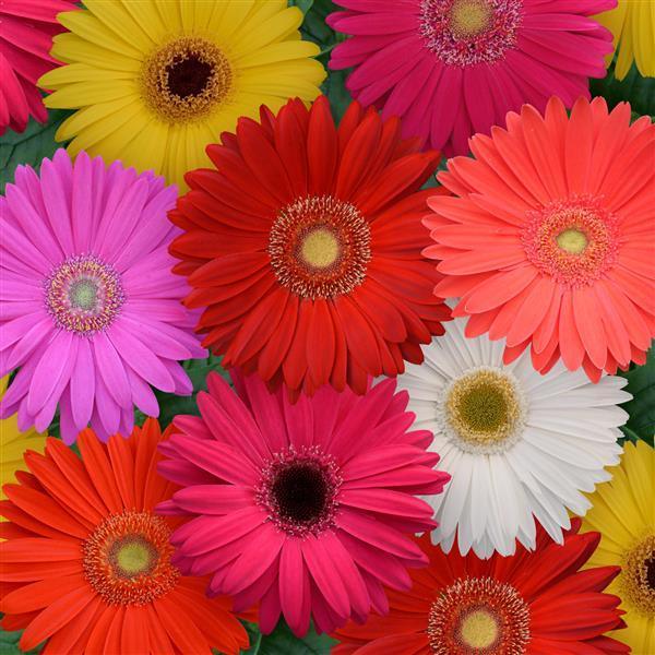 Buy Mega Revolution™ Select Mix Gerbera Seeds (PanAmerican Seeds) |  FarmersStop — Farmers Stop