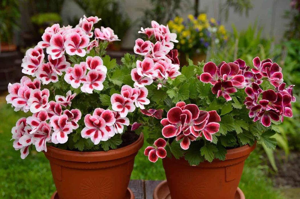 Buy Geranium F1 Zonal Mix Imp. Pelargonium Mix (D'Seeds, Coutry of Origin -  Netherlands) Seeds Online | Farmers Stop