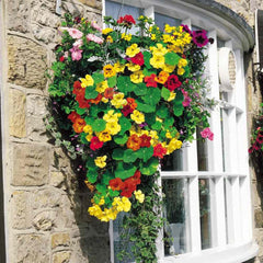 jewel of africa nasturtium (garden festival)