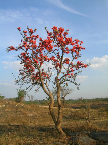 butea monosperma - palash