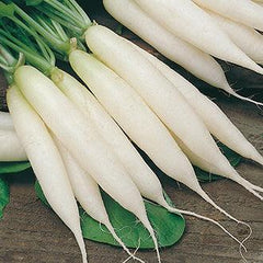 imported royal colored long white radish seeds